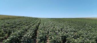 Predam  nove domace zemiaky, pšenicu, jačmeň. - 5