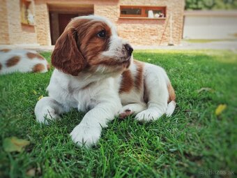 Prijímame rezervácie – Welsh Springer Španiel - 5