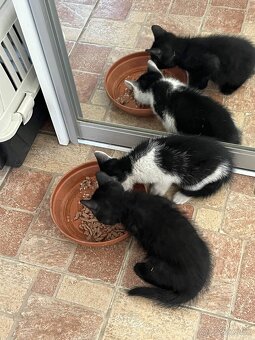 Darujeme krásne mačiatka do dobrých rúk 🐾 - 5