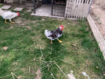 Predám kohútov Švédska kvetina a Leghorn 19 tyždňov - 5
