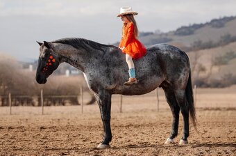 Pripúšťanie American Quarter Horse - 5