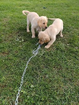 Šteniatka zlatý retriever - 5