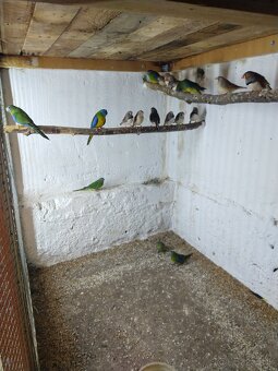 Andulky, zebričky, neofémy - 5