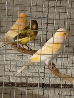 Predám kanariky - 5