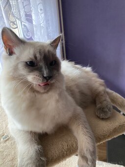 Ragdoll na krytie - 5