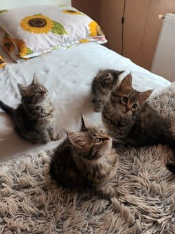 Maine Coon, Mainská Mývalia mačiatka - 5