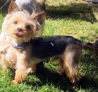 Krytie - Yorkshire Terrier - 5