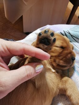 Anglický kokeršpániel - 5