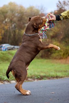 American Bully XL (Pitbull XXL) - 5