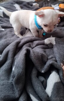 čivava šteniatka - 5