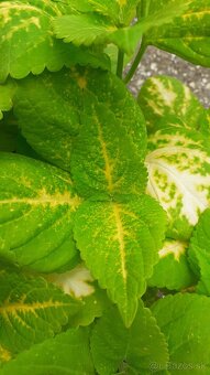 Zelené coleusy - koleusy - žihľavky - 5