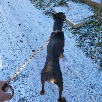 DOBERMAN šteniatka - 5