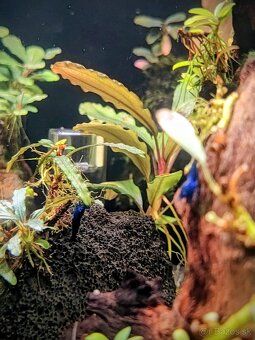 Predám krevetky Neocaridina Blue Diamond - 5