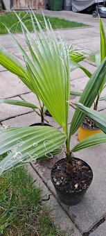 Palma Washingtonia robusta - 5