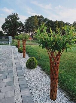 Pletená Vŕba americana salix - 5