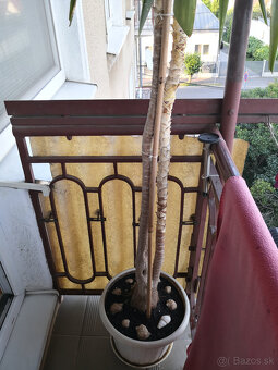 Izbová rastlina yucca 2,2m - 5