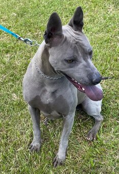 Predám fenku Thai Ridgeback Dog s rodokmeňom - 5