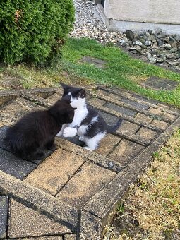 DARUJEME 3 ROZTOMILÉ MAČIATKA DO DOBRÝCH RÚK 🐾 - 5