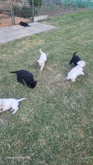 Labrador - 5
