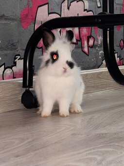 Zakrsly králik - 5