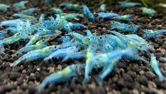 Krevetky,ryby,slimáky - 5