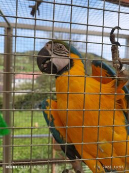 Predám 3 ročnú ara ararauna - 5