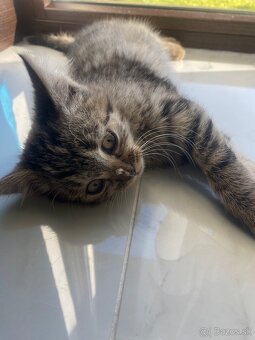 Darujem mačiatka 🐾 - 5