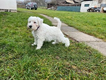 Biely malý bradáč s PP - 5