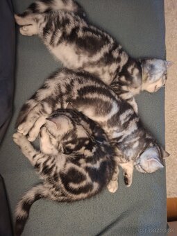 Britské whiskas mačiatka s PP - 5