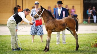 Prodám hřebce Welsh cob D - SPĚCHÁ - 5