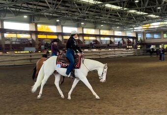 Pripúšťanie cremello žrebcom AQH - 5