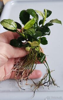 Anubias - 5