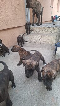 Predám Cane Corso Šteniatka - 5