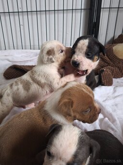 American Bully Standard - 5