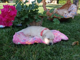 Zlatý Retriever - 5