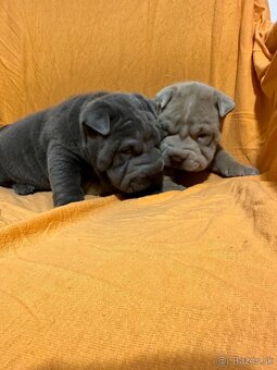 Sharpei, sharpej, sharpei - 5