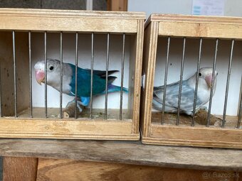 Agapornis fischeri - 5