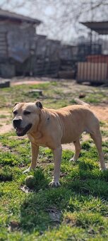 Ponúkam na krytie - 5