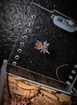 Phidippus regius „Everglades“ (Skákavka kráľovská) - 5