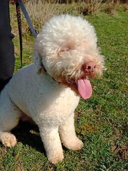 Lagotto Romagnolo - 5