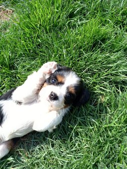 Cavalier king charles španiel - 5