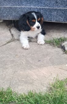 Cavalier king charles španiel - 5