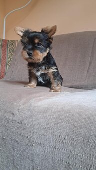 Yorkshire terrier - 5