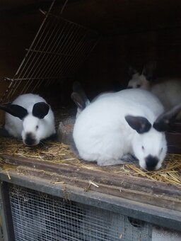 Kalifornsky kralik - 5