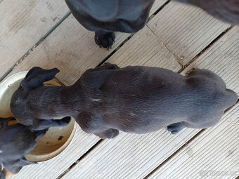 Šteniatka jazvečíka - 5