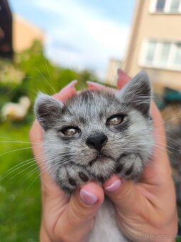 1/2 Mainská mývalia mačka/kocúr (Maine Coon) - 5