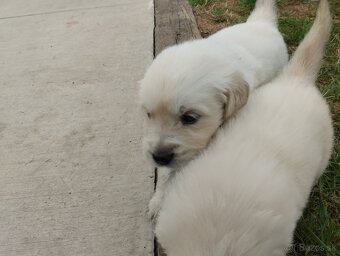 Zlatý retriever - 5
