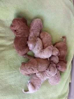 Maltipoo šteniatka - 5