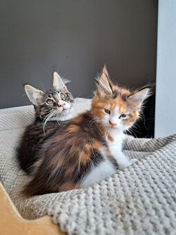 Mainska myvalia s PP - 5