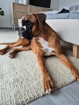 nemecký boxer - šteniatka (predbežná rezervácia) - 5